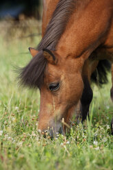 Deutschland, Baden Württemberg, Shetlandpony beim Grasen, Nahaufnahme - SLF000169