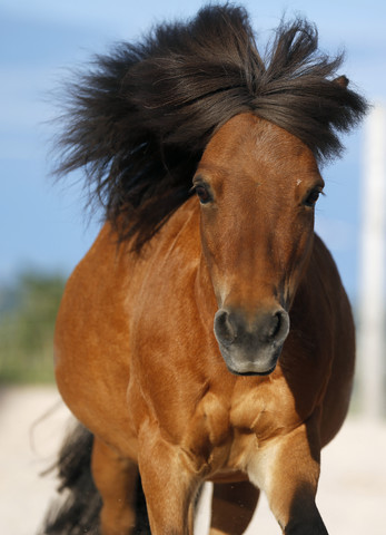 Deutschland, Baden Württemberg, Shetlandpony im Galopp, Nahaufnahme, lizenzfreies Stockfoto