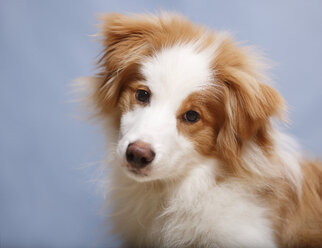 Border Collie dog, close up - SLF000160