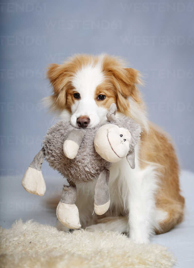 Border Collie With Toys And Soap Bubbles Stock Photo - Download Image Now -  Dog's Toy, Backgrounds, Bar Of Soap - iStock