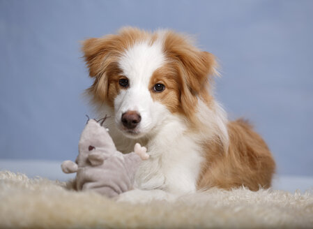 Border Collie Hund sitzt auf Teppich mit Stofftier, Nahaufnahme - SLF000163