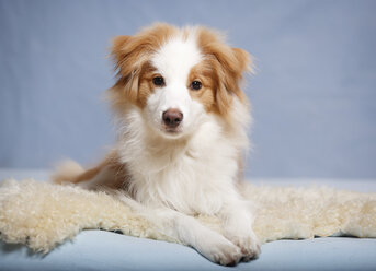 Border Collie dog sitting on carpet, close up - SLF000164