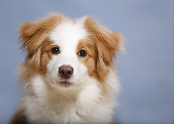 Border Collie dog, close up - SLF000165