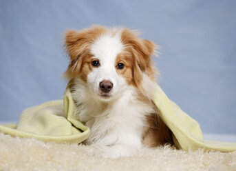 Border Collie Hund sitzt auf Teppich mit Decke, Nahaufnahme - SLF000166