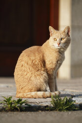 Germany, Baden Wuerttemberg, Satteldorf, Cat sitting on road, close up - SLF000174