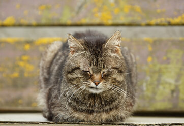 Deutschland, Baden Württemberg, Satteldorf, Kranker alter Kater auf Sitz sitzend, Nahaufnahme - SLF000177