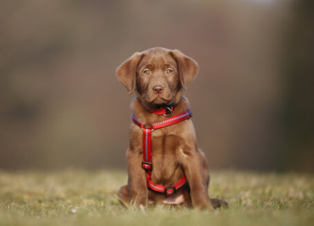 Porträt eines Labradorwelpen mit rotem Hundegeschirr auf einer Wiese sitzend - SLF000349