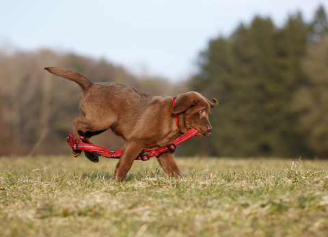 Porträt eines Labradorwelpen, der mit einem roten Hundegeschirr auf einer Wiese läuft, lizenzfreies Stockfoto