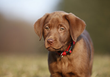 Porträt eines braunen Labradorwelpen - SLF000352