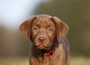 Porträt eines braunen Labradorwelpen - SLF000354