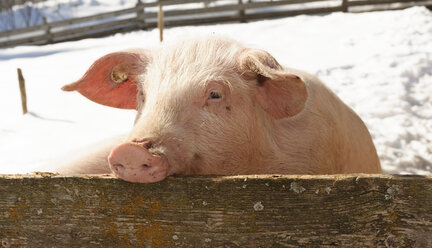 Germany, Baden Wuerttemberg, Pig in farm - LAF000073