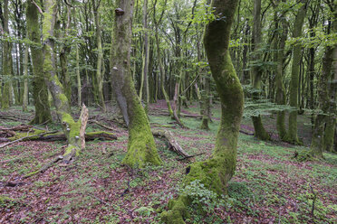 Dänemark, mit Moos bewachsene Rotbuchen - HWOF000048