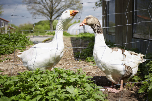 Germany, Schleswig Holstein, Two ducks standing face to face - TKF000134