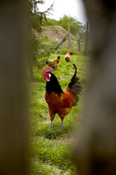 Germany, Schleswig Holstein, Cocks in grass - TKF000136