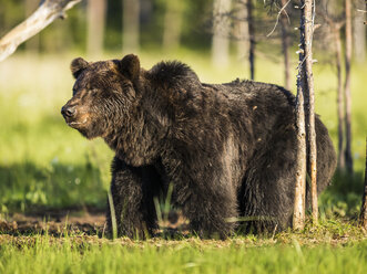 Finnland, Kuhmo, Braunbär, Ursus arctos - PP000001