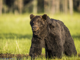 Finnland, Kuhmo, Braunbär, Ursus Arctos - PP000002