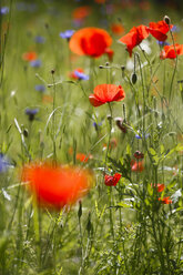 Germany, Corn poppies in wheat field - JT000429