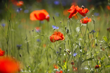 Germany, Corn poppies in wheat field - JT000430