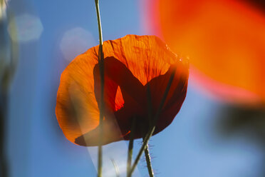 Deutschland, Klatschmohn im Weizenfeld - JT000432