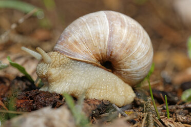 Österreich, Steiermark, Weinbergschnecke im Nationalpark Gesause - GFF000032