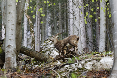 Österreich, Steiermark, Alpensteinböcke im Nationalpark Gesäuse - GFF000031