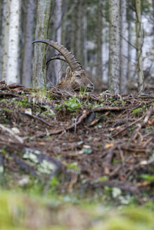 Österreich, Steiermark, Alpensteinböcke im Nationalpark Gesäuse - GFF000030