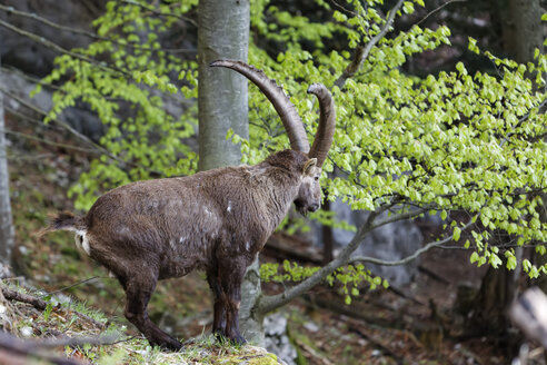 Austria, Styria, Alpine ibex in Gesaeuse National Park - GFF000033