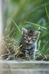 Germany, Baden Wuerttemberg, Kitten sitting, close up - SLF000188