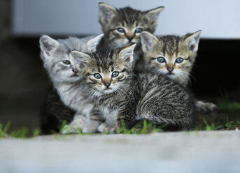 Germany, Baden Wuerttemberg, Four Kitten sitting, close up - SLF000190