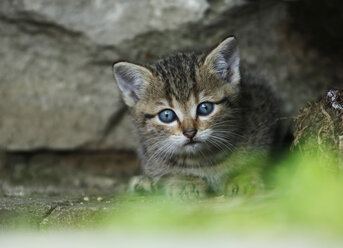 Germany, Baden Wuerttemberg, Kitten sitting, close up - SLF000192