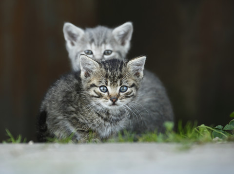 Germany, Baden Wuerttemberg, Kittens sitting, close up stock photo