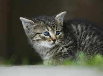 Germany, Baden Wuerttemberg, Kitten looking away, close up - SLF000214