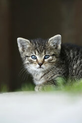 Germany, Baden Wuerttemberg, Kitten sitting, close up - SLF000215