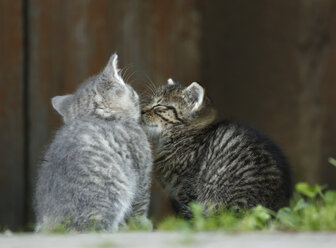 Germany, Baden Wuerttemberg, Kittens sitting in front of door - SLF000217