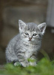 Germany, Baden Wuerttemberg, Kitten looking away - SLF000219