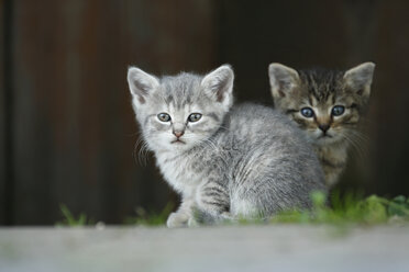 Germany, Baden Wuerttemberg, Kittens sitting - SLF000221