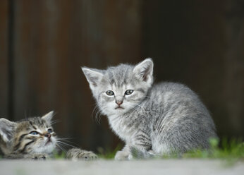 Germany, Baden Wuerttemberg, Kittens sitting - SLF000222