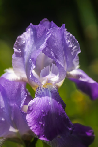 Deutschland, Lila Irisblüten mit Wassertropfen, Nahaufnahme, lizenzfreies Stockfoto