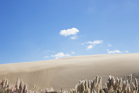 Neuseeland, Blick auf die riesigen Sanddünen von Te Paki, lizenzfreies Stockfoto