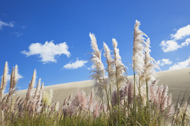 Neuseeland, Blick auf die riesigen Sanddünen von Te Paki - GW002278