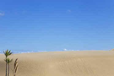 Neuseeland, Blick auf die riesigen Sanddünen von Te Paki - GW002288