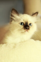 Holy Birman Kitten looking away - KRSF000001