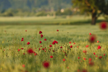 Germany, Baden Wuerttemberg, View of poppies in field - BSTF000091