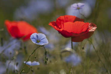 Germany, Baden Wuerttemberg, Poppies with Flax flower - BSTF000089