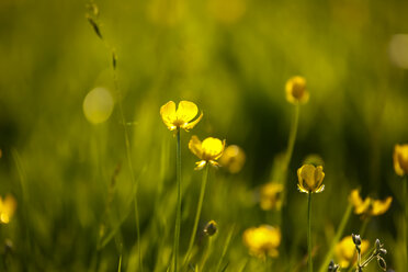 Germany, Buttercup flower, close up - JTF000455