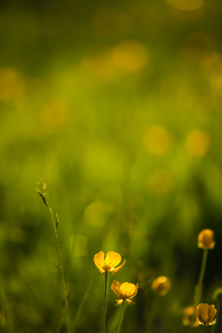 Deutschland, Hahnenfußblüte, Nahaufnahme, lizenzfreies Stockfoto