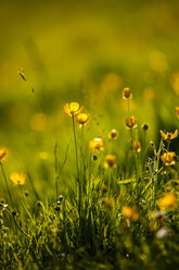 Germany, Buttercup flower, close up - JTF000457