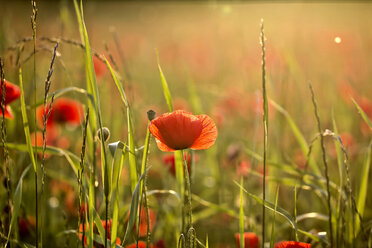 Deutschland, Bayern, Landshut, Mohnblumen in der Abenddämmerung - SARF000045