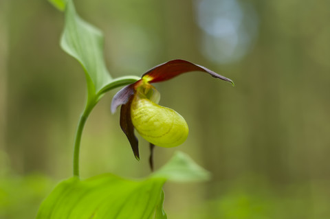 Cypripedium Calceolus Blüte im Schwarzwald, lizenzfreies Stockfoto