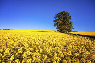 Scotland, View of Rapeseed field - SMAF000126